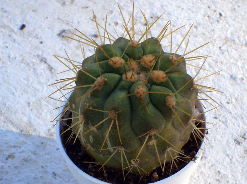 Copiapoa haseltoniana 