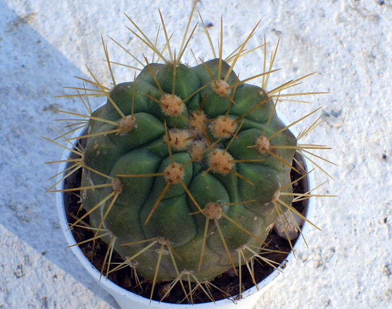 Copiapoa haseltoniana 