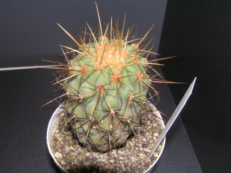 Copiapoa cinerea ssp. haseltoniana 