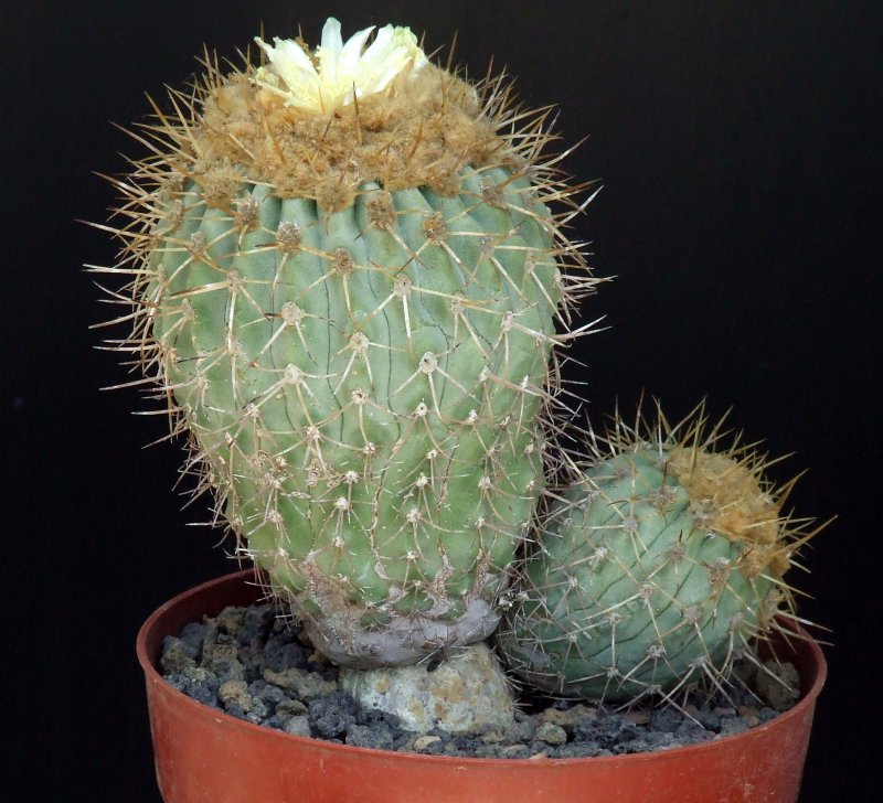 Copiapoa gigantea 