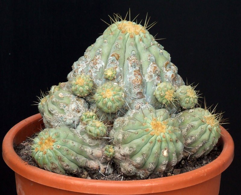 Copiapoa haseltoniana 