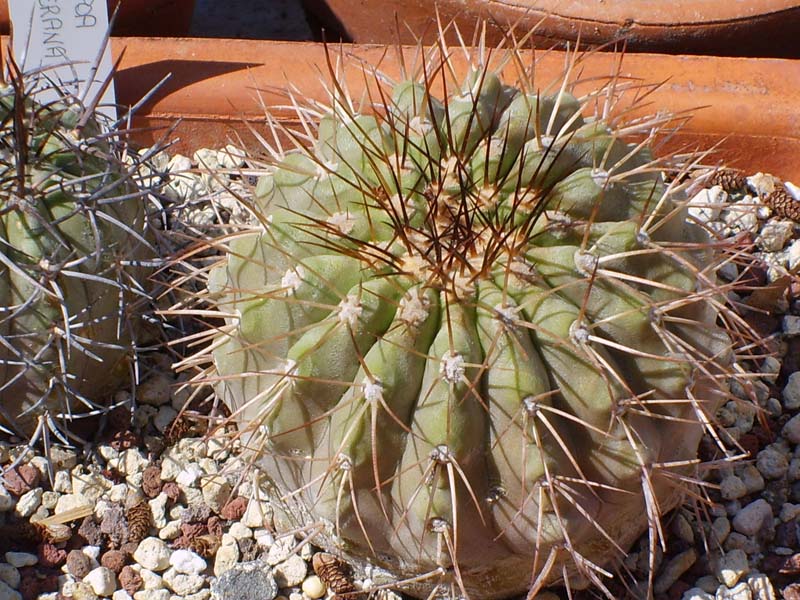 Copiapoa haseltoniana 