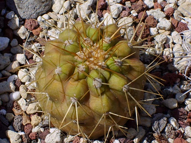 Copiapoa haseltoniana 