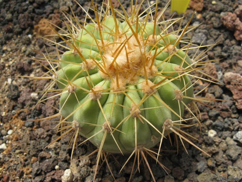 Copiapoa haseltoniana RAP 103