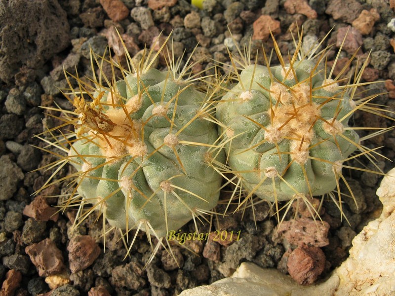 Copiapoa haseltoniana RAP 106