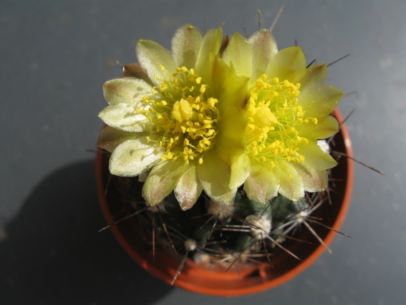 Copiapoa humilis 