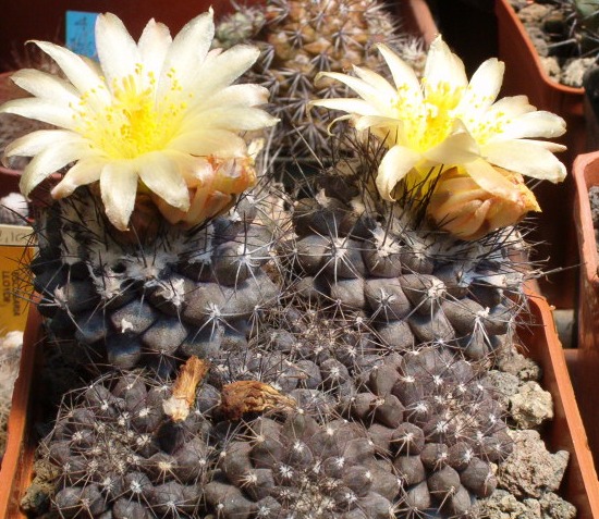 Copiapoa humilis 