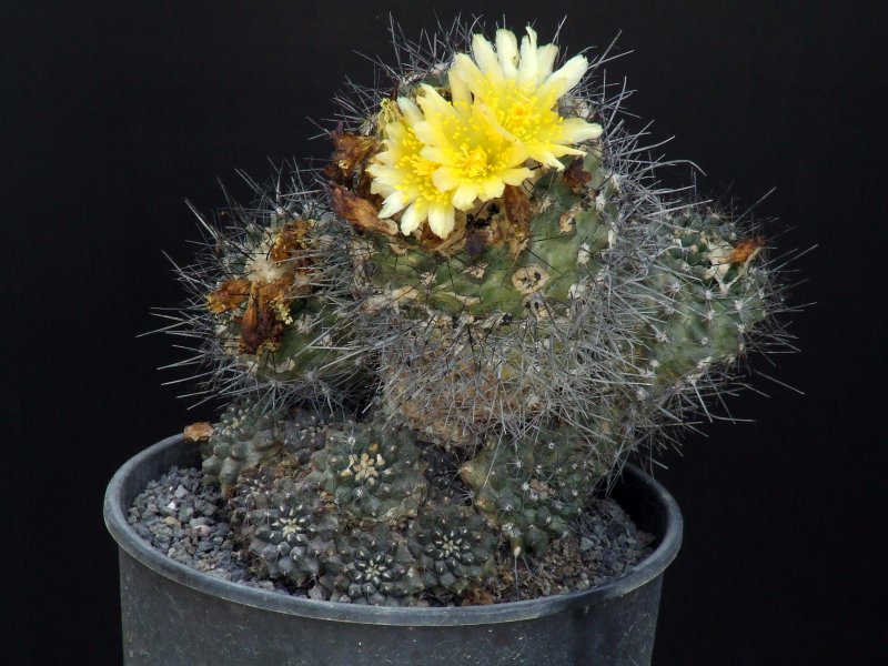 Copiapoa humilis 