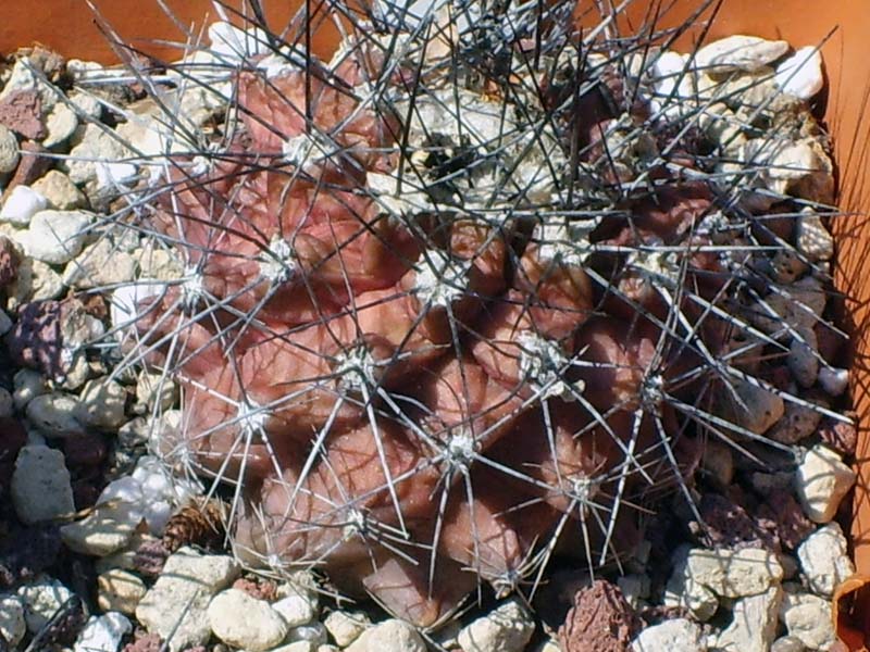 Copiapoa humilis 