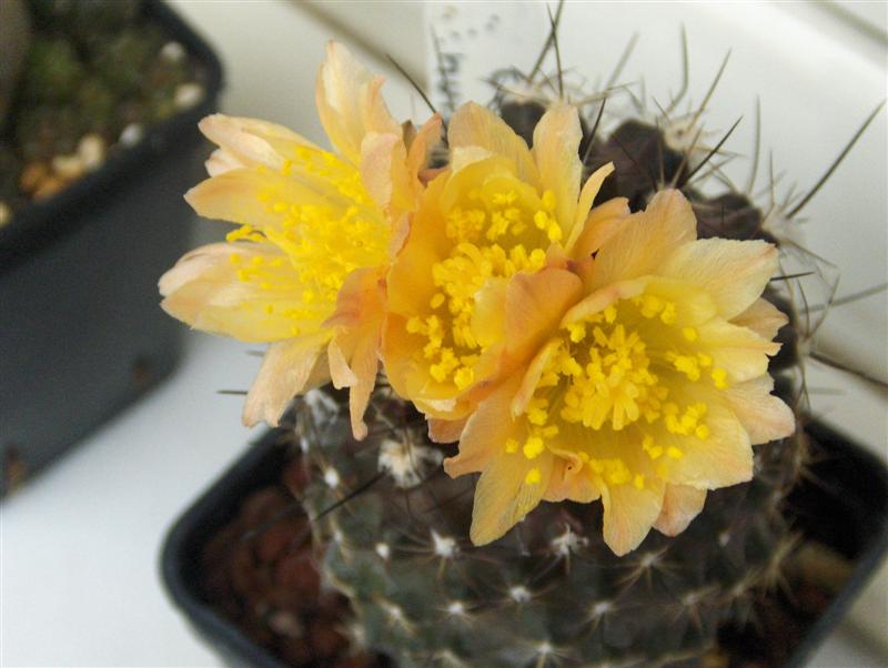 Copiapoa humilis 