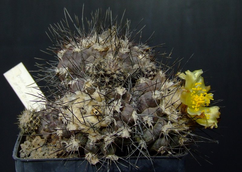 Copiapoa humilis 