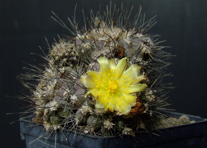 Copiapoa humilis 