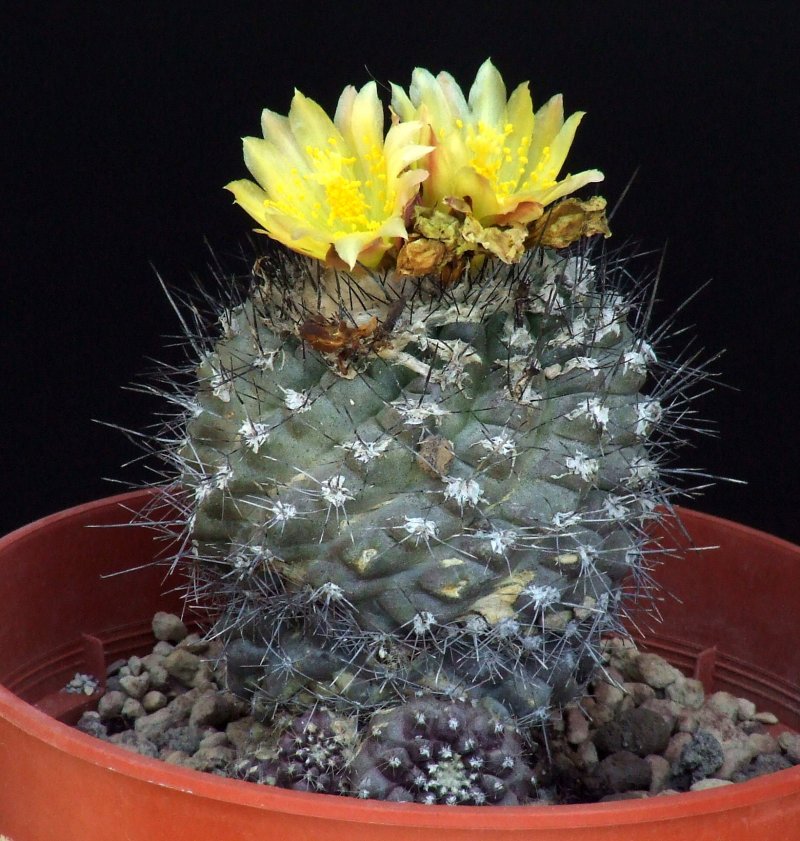 Copiapoa humilis 