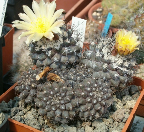 Copiapoa humilis 