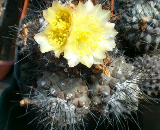 Copiapoa humilis 