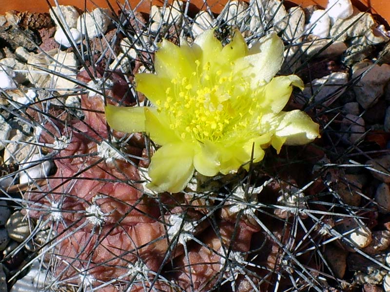 Copiapoa humilis 