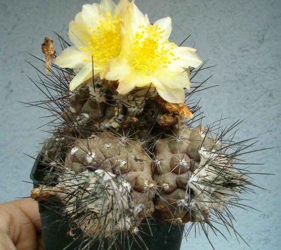 Copiapoa humilis 