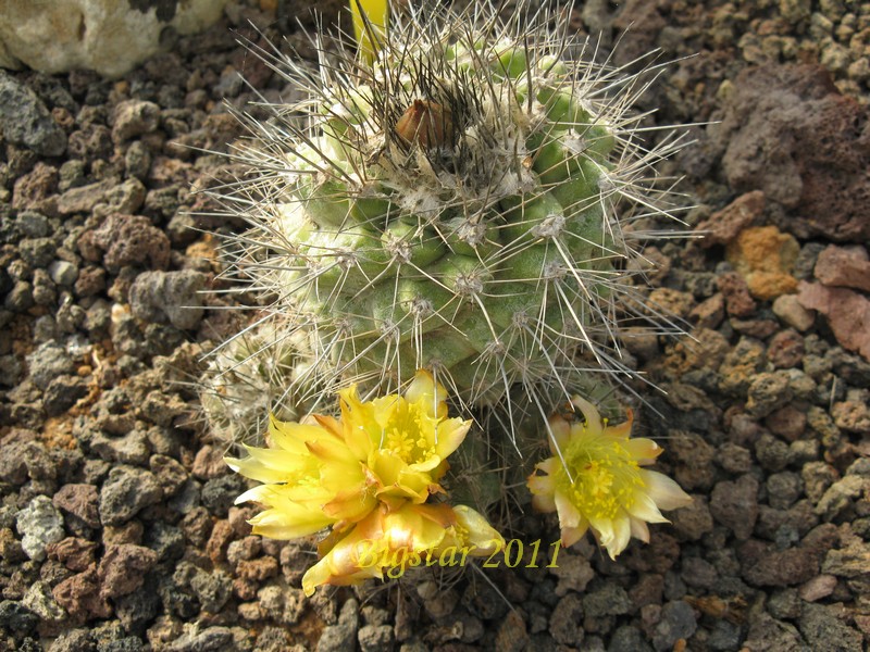 Copiapoa humilis 