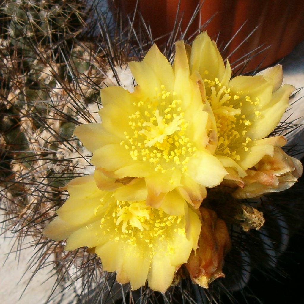 Copiapoa humilis 