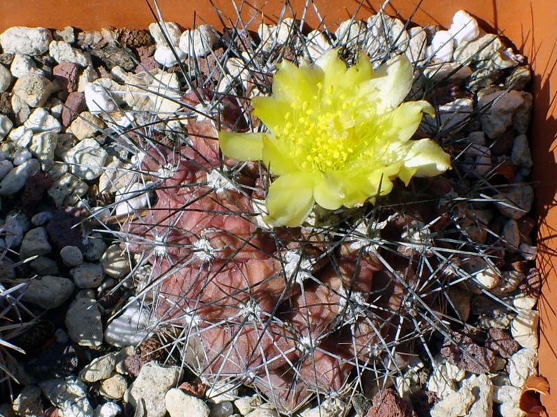 Copiapoa humilis 