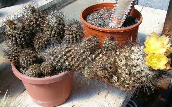 Copiapoa humilis 