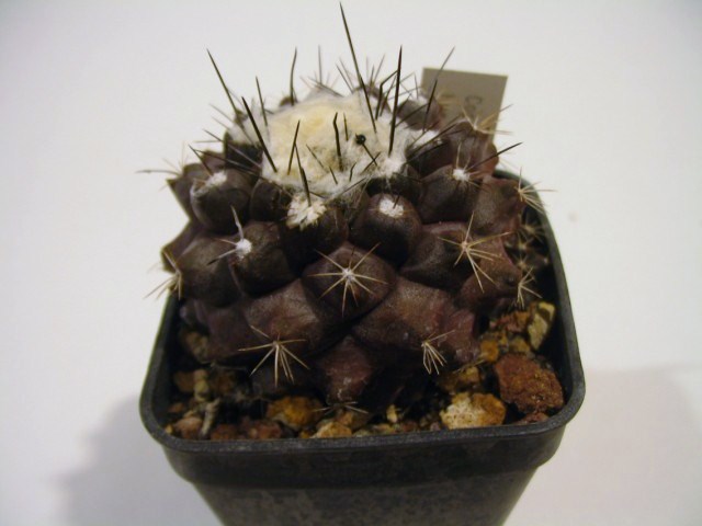 Copiapoa humilis 