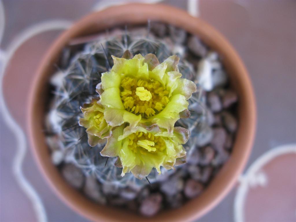 Copiapoa humilis 