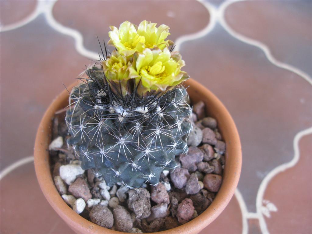 Copiapoa humilis 