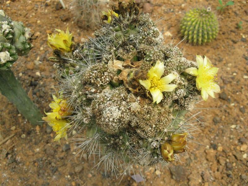 copiapoa humilis f. monstruosa