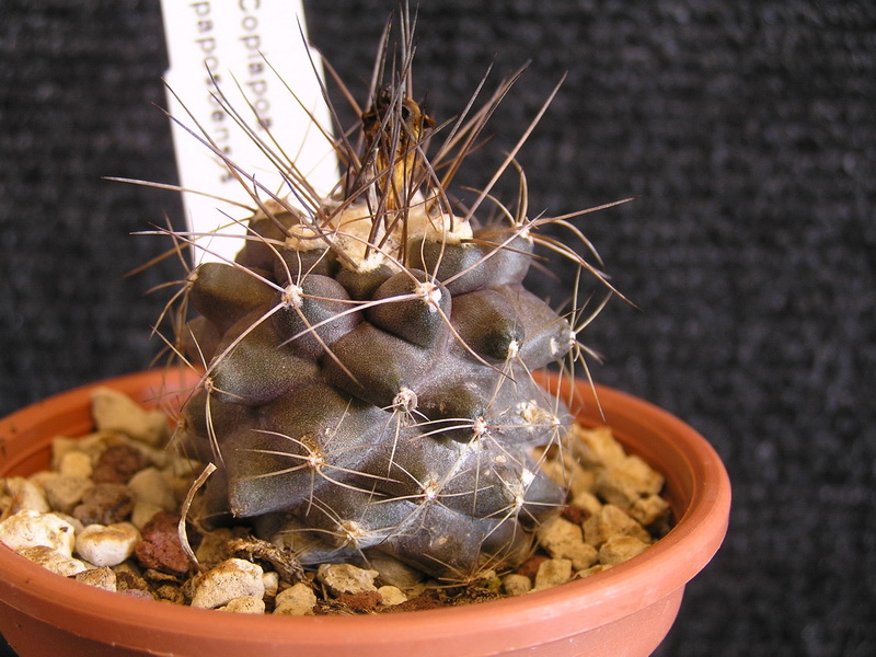 Copiapoa humilis v. paposoensis 