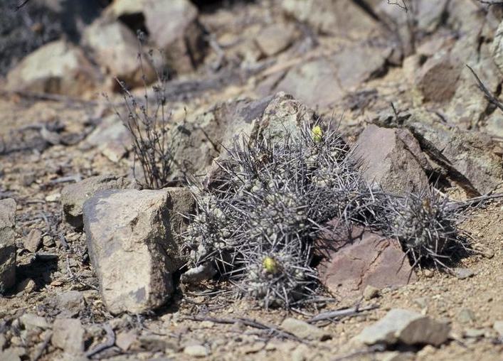 copiapoa humilis v. australis