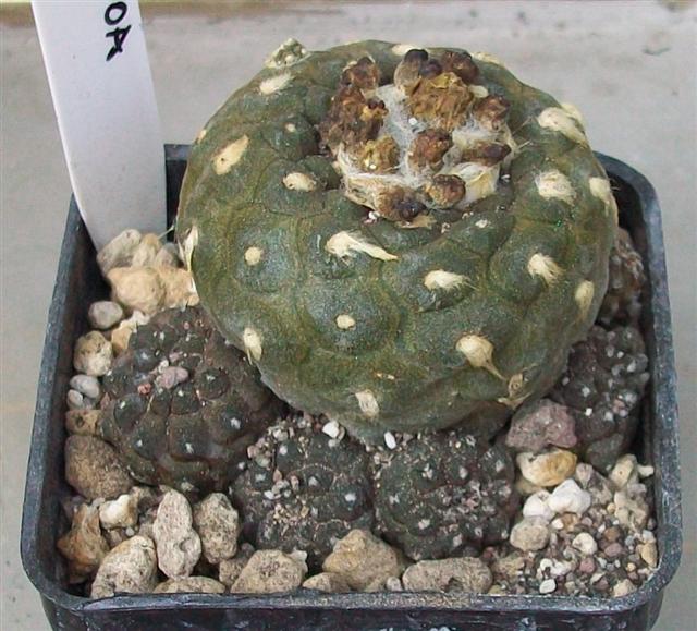 Copiapoa hypogaea 