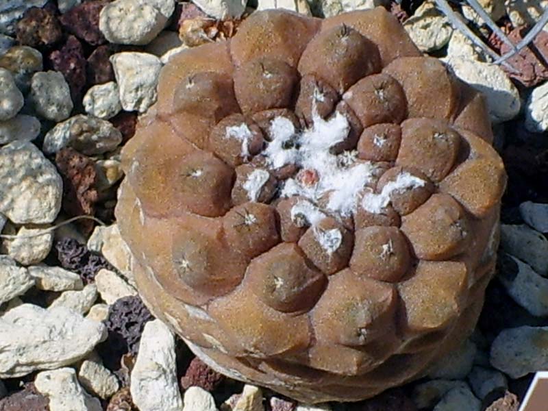 Copiapoa hypogaea 