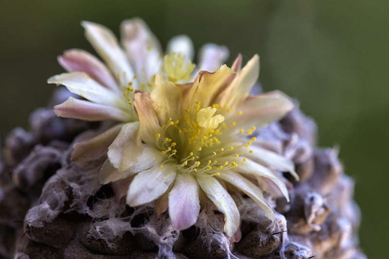 Copiapoa hypogaea cv. lizard skin 