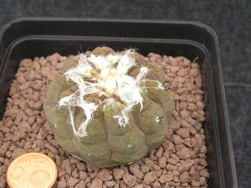 Copiapoa hypogaea 