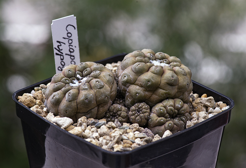 Copiapoa hypogaea 