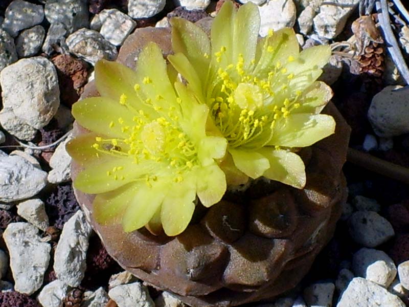 Copiapoa hypogaea 