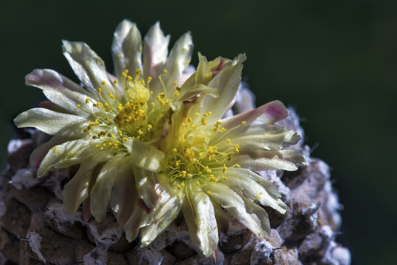 Copiapoa hypogaea 