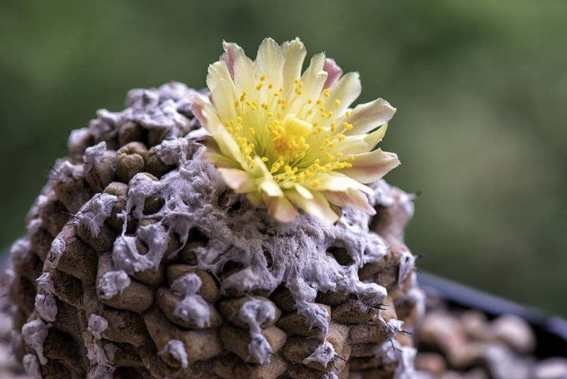 Copiapoa hypogaea cv. lizard skin 