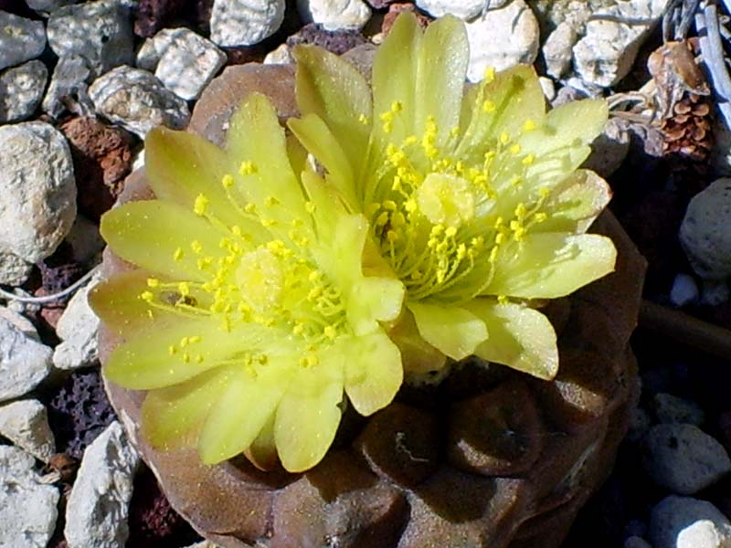 Copiapoa hypogaea 