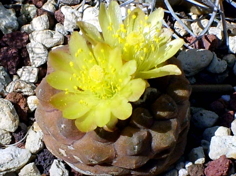 Copiapoa hypogaea 