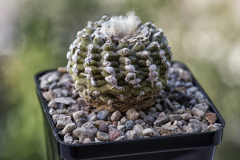 Copiapoa hypogaea cv. lizard skin 