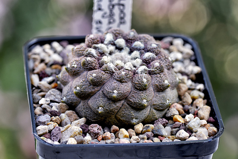 copiapoa hypogaea v. lizard skin