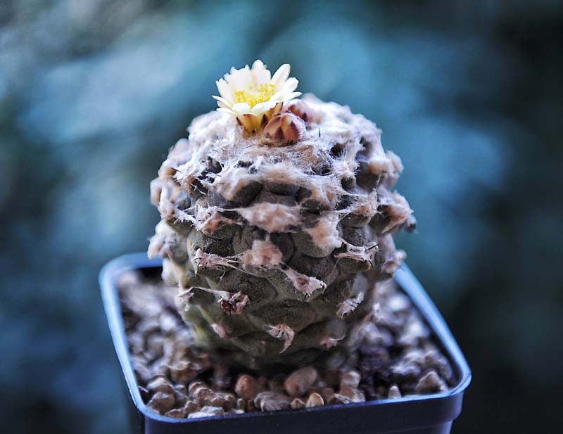 Copiapoa hypogaea cv. lizard skin 