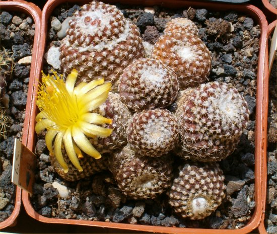 Copiapoa laui 