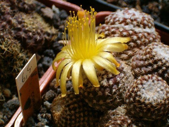 Copiapoa laui 