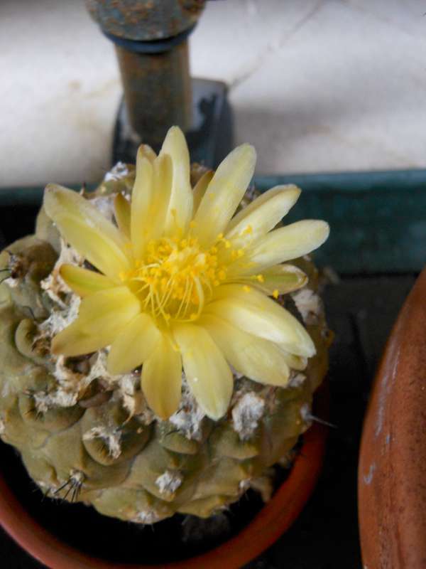 Copiapoa hypogaea 