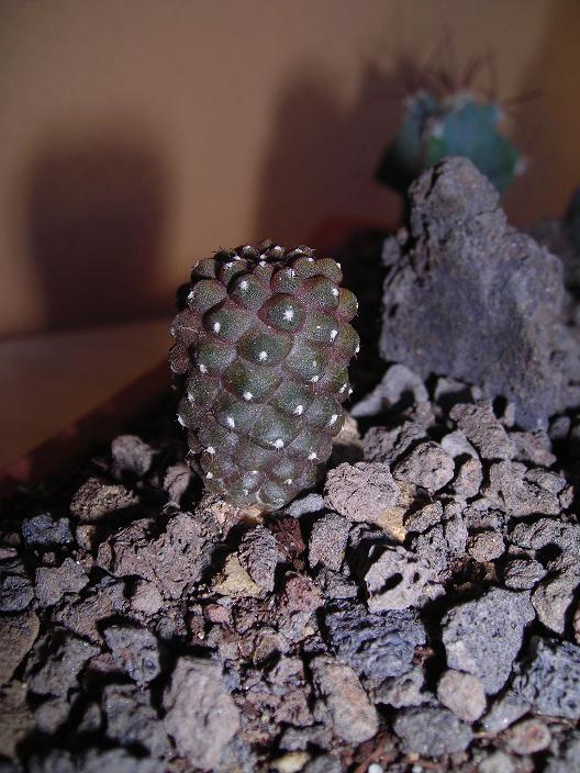 Copiapoa hypogaea 