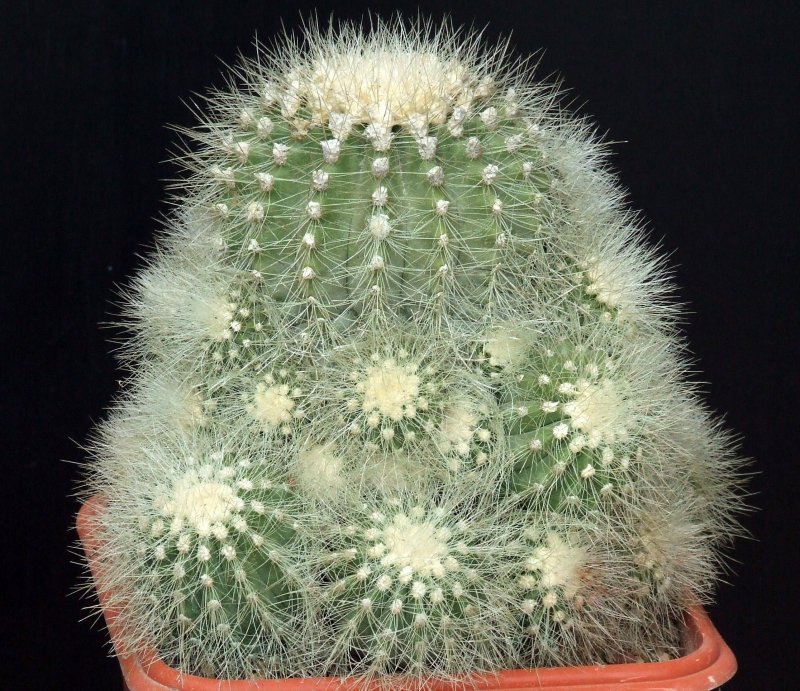 Copiapoa krainziana 