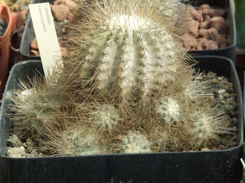 Copiapoa krainziana 